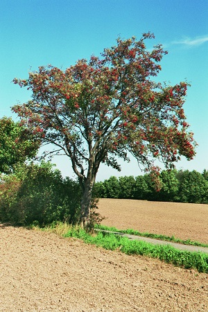 Eberesche im Spätsommer