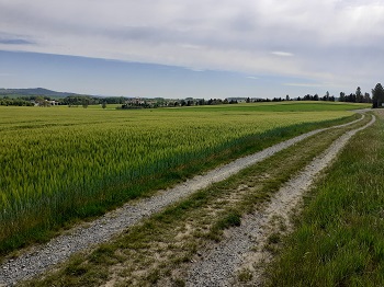 In der Ferne der Willisch