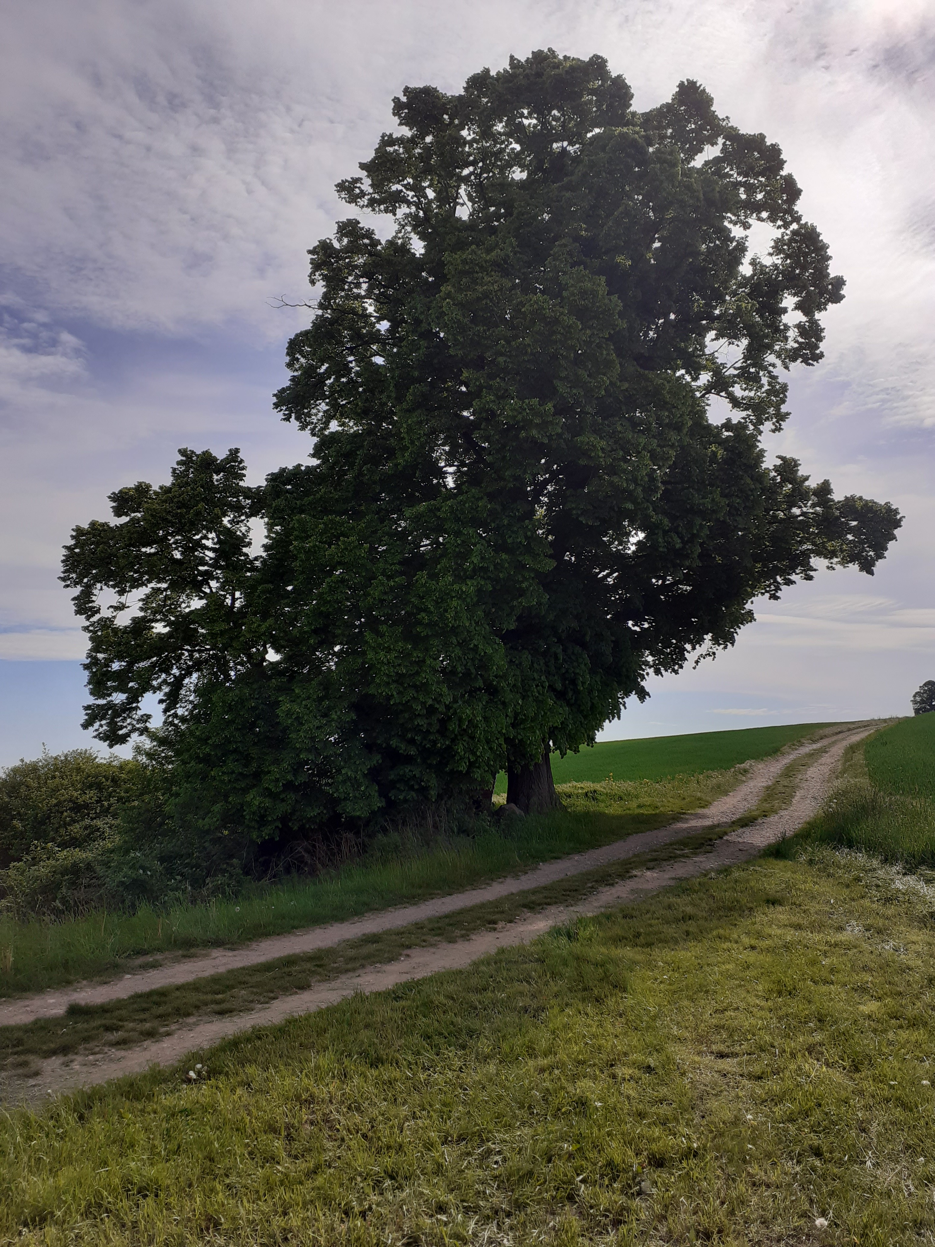 Linde am Weg der Siedler und Bergleute