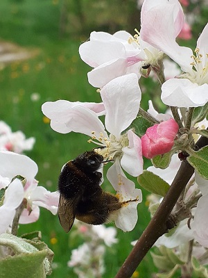 Hummel im Apfelbaum